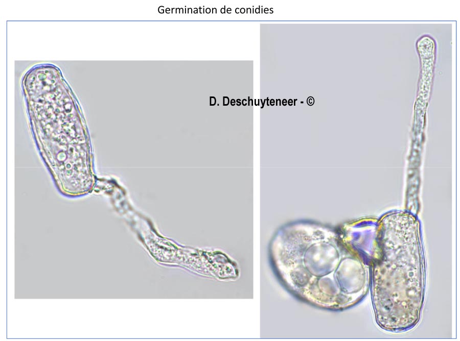 Golovinomyces asterum