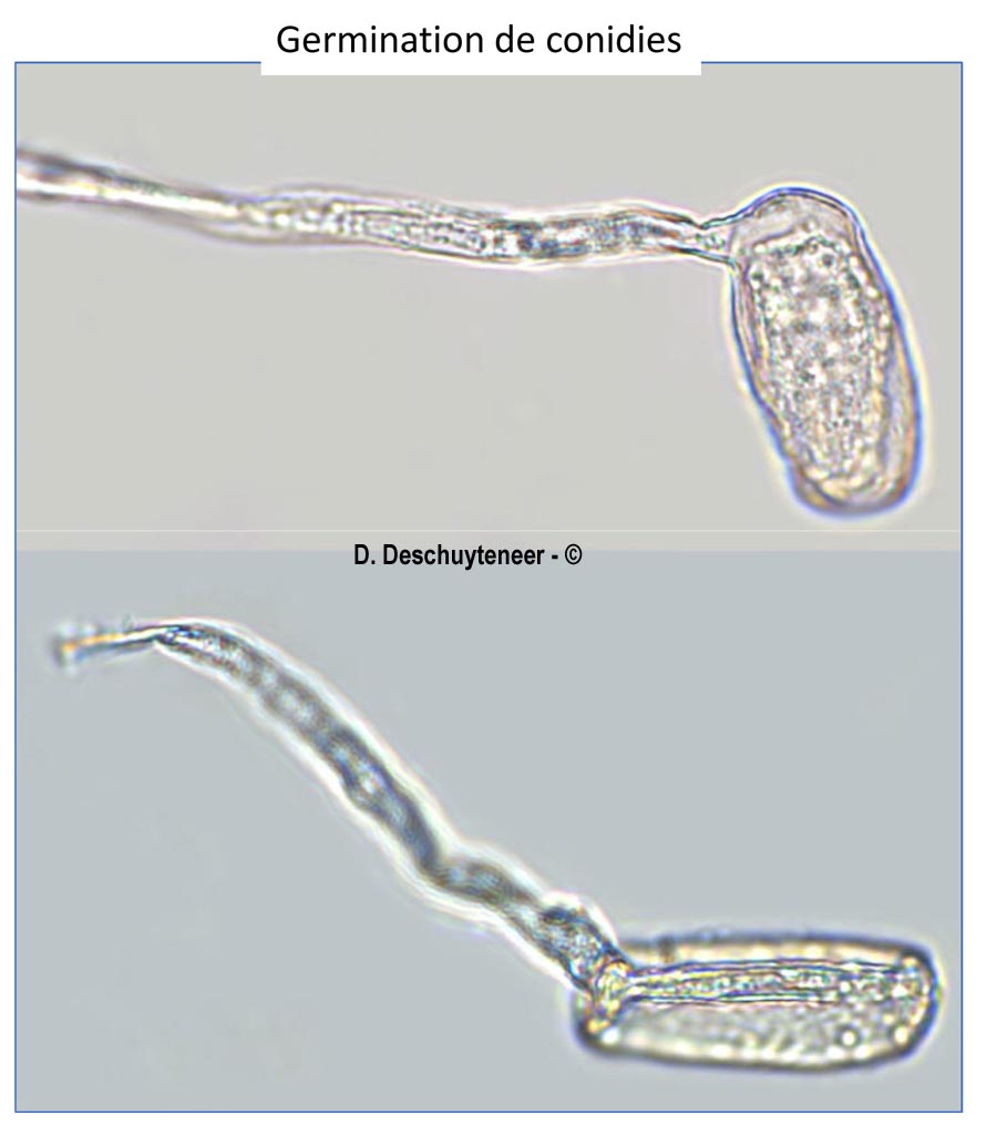 Golovinomyces asterum