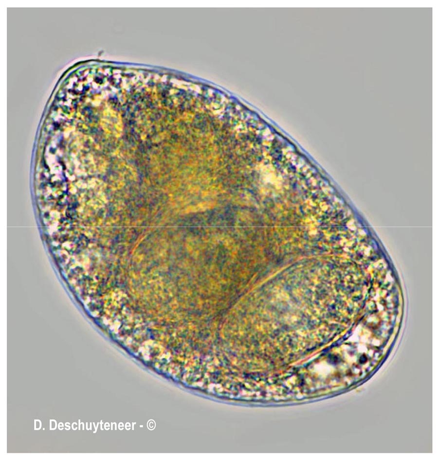 Golovinomyces asterum