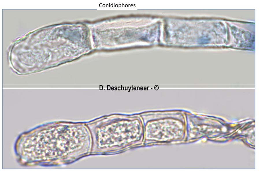 Golovinomyces asterum
