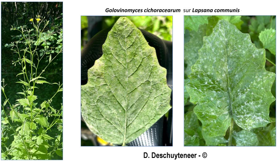 Golovinomyces cichoracearum
