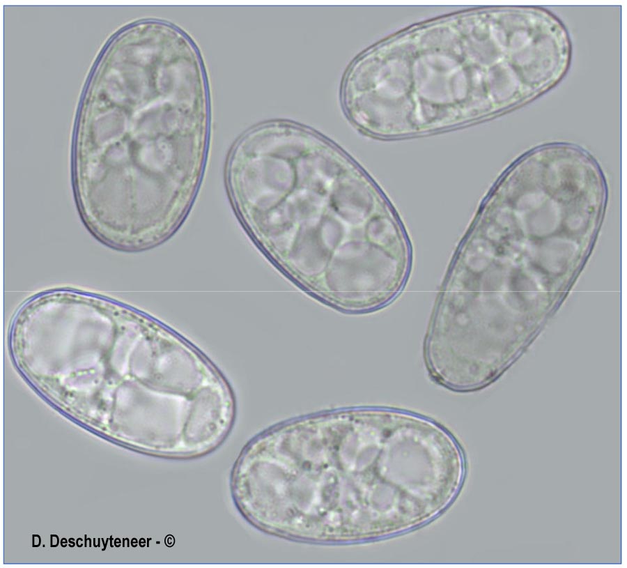 Golovinomyces cichoracearum