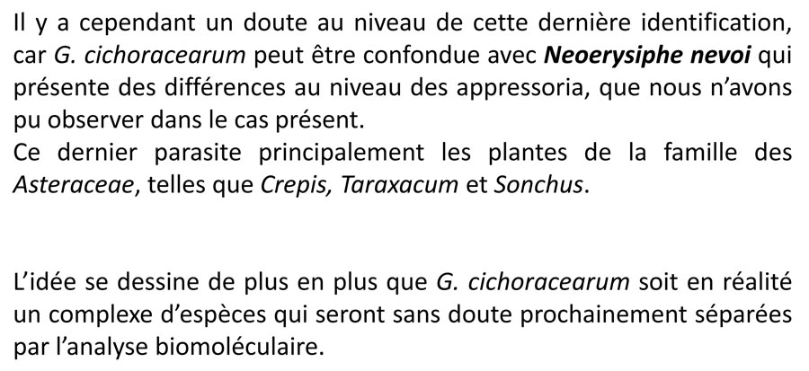 Golovinomyces cichoracearum