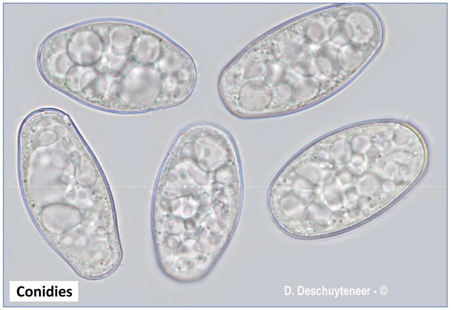 Golovinomyces cichoracearum