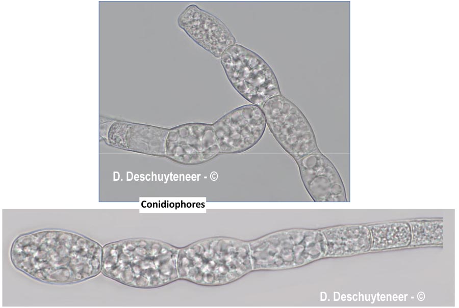 Golovinomyces cichoracearum