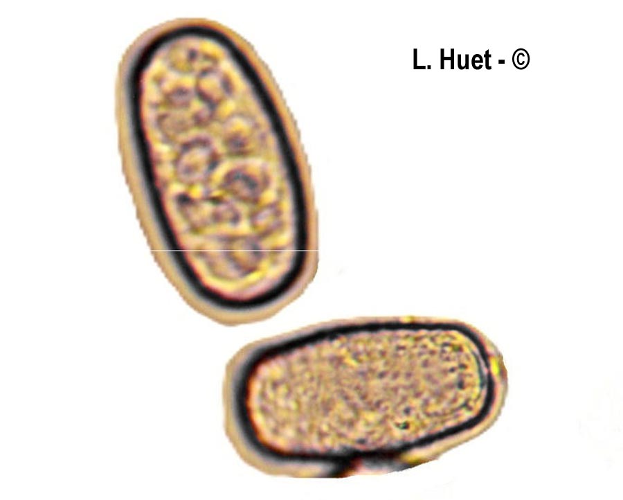 Golovinomyces cichoracearum