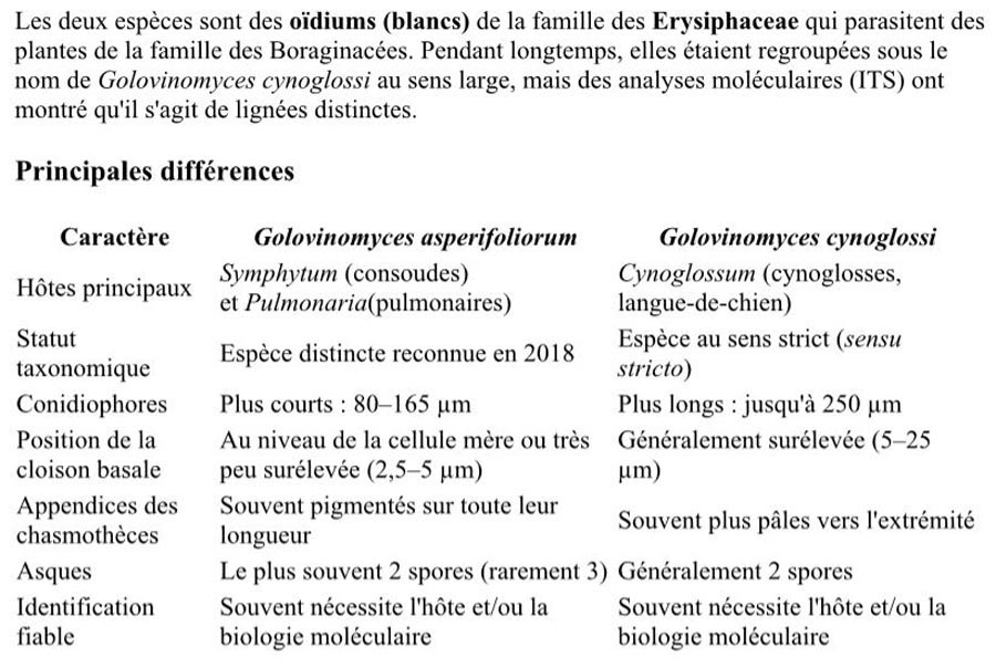 Golovinomyces cynoglossi