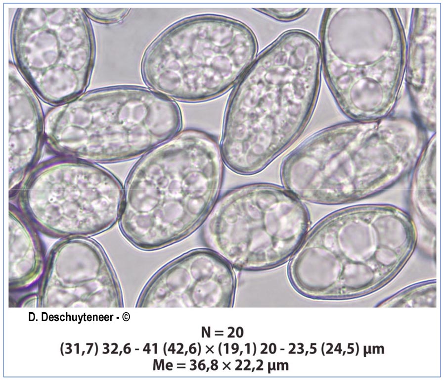 Golovinomyces cynoglossi