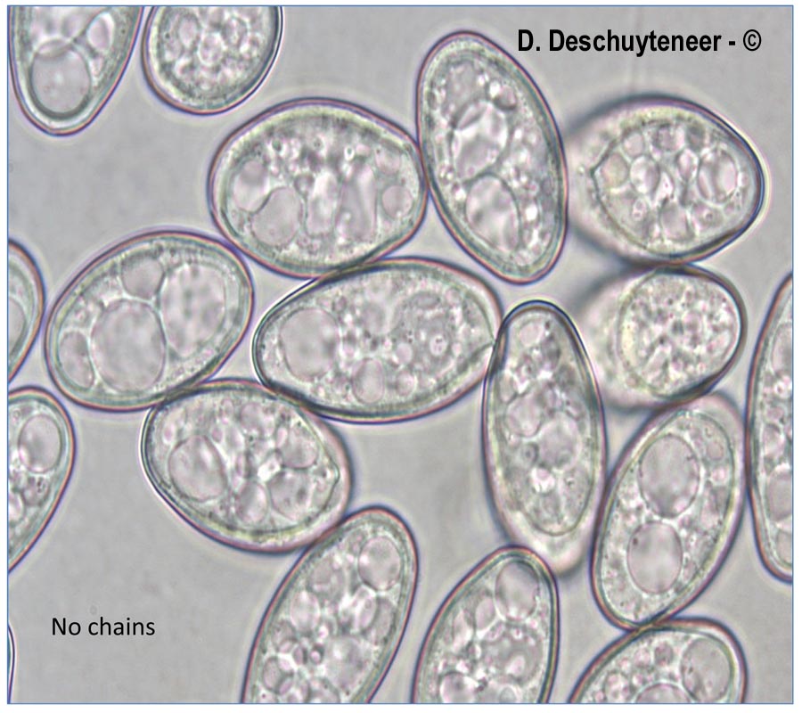 Golovinomyces latisporus