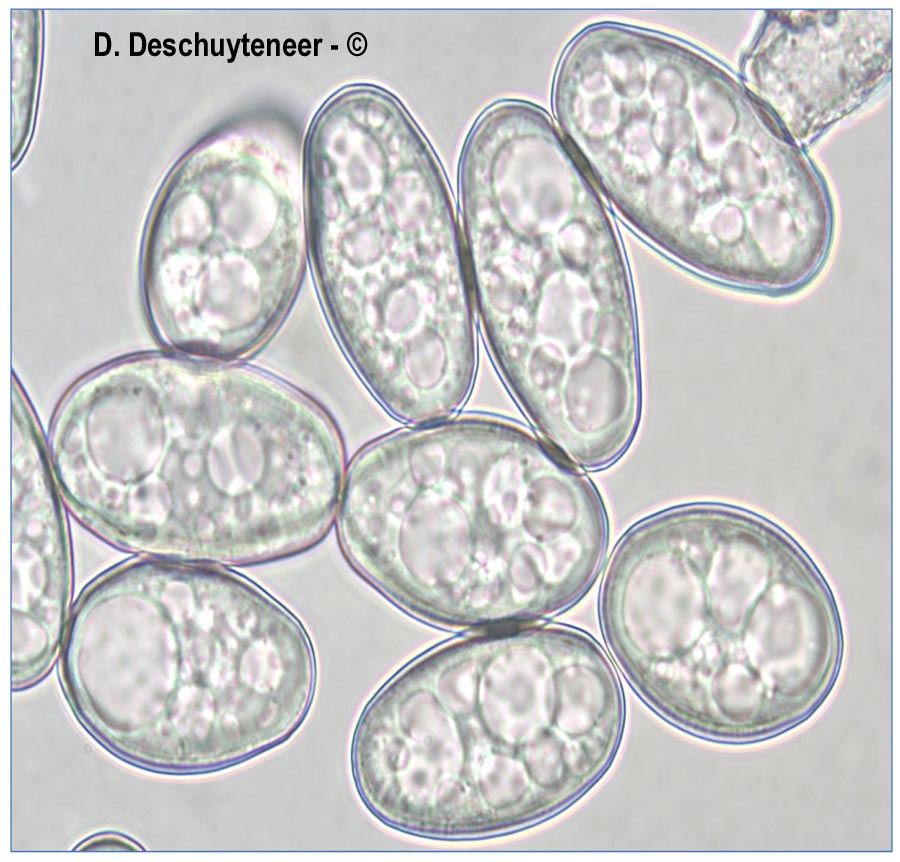 Golovinomyces latisporus
