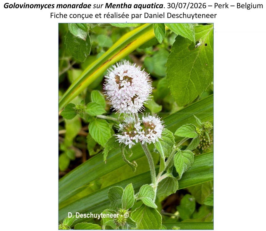 Golovinomyces monardae