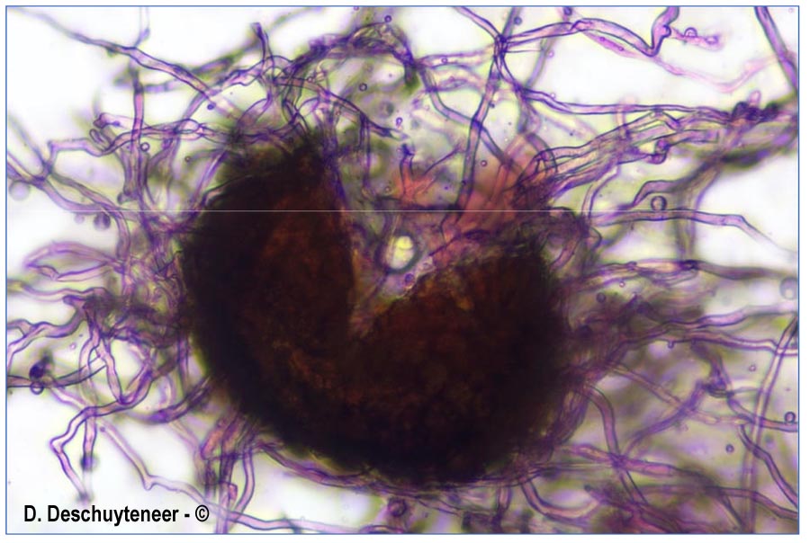 Golovinomyces monardae