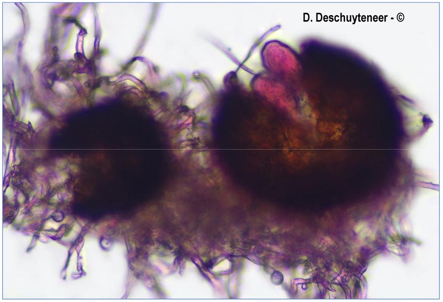 Golovinomyces monardae