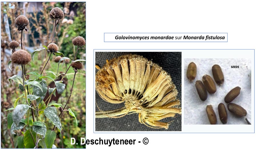 Golovinomyces monardae