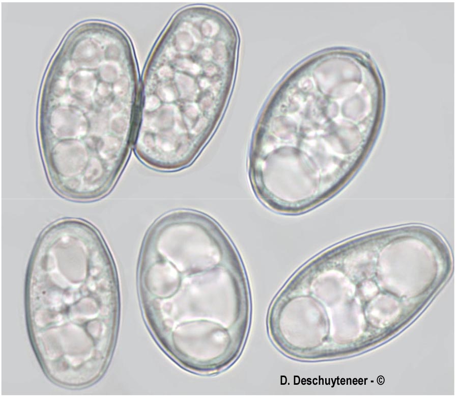 Golovinomyces monardae