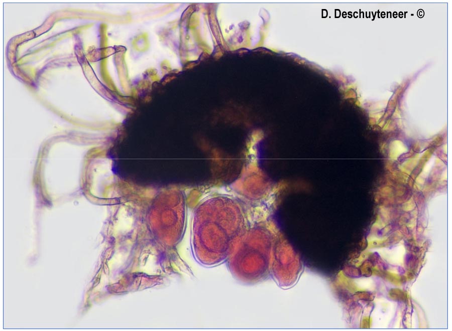 Golovinomyces montagnei