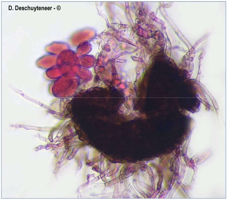 Golovinomyces montagnei