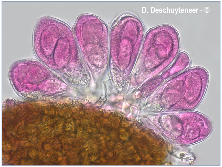 Golovinomyces orontii