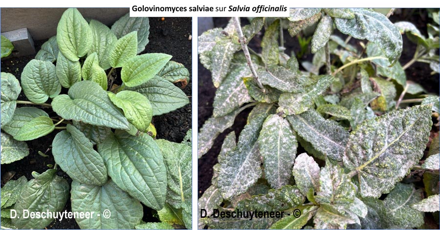 Golovinomyces salviae