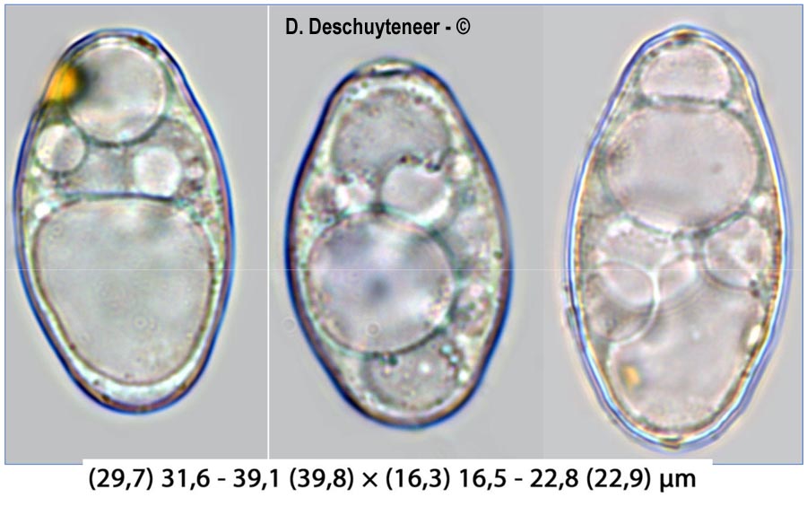 Golovinomyces salviae