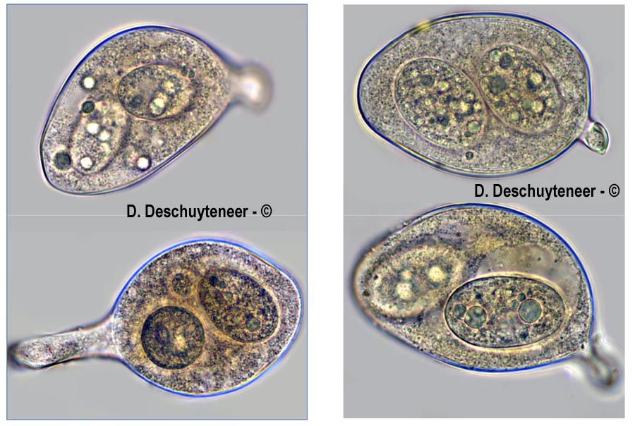 Golovinomyces salviae