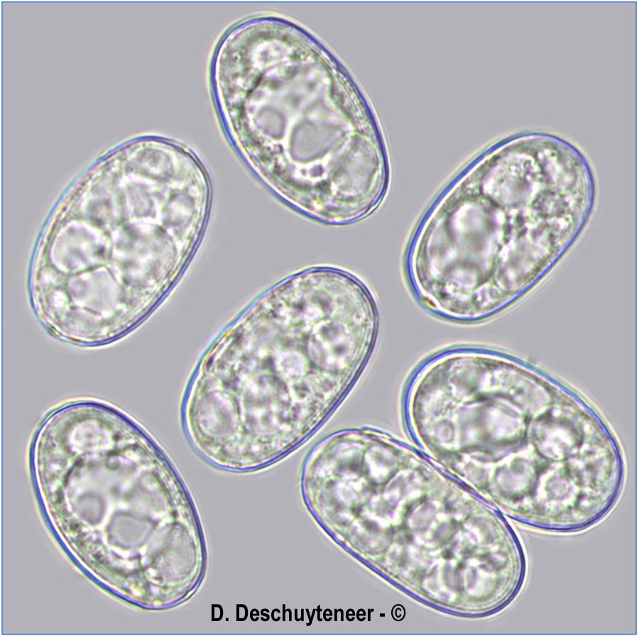Golovinomyces sordidus