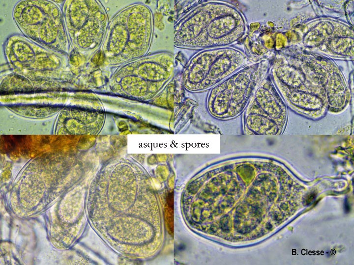Golovinomyces sordidus