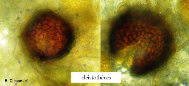 Golovinomyces sordidus