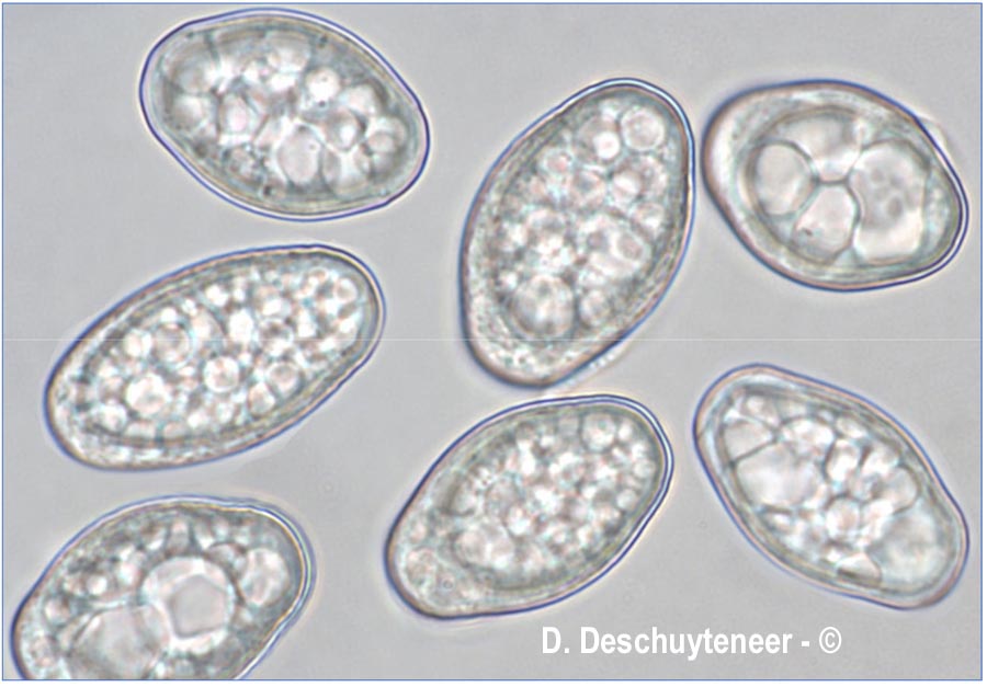 Golovinomyces verbasci