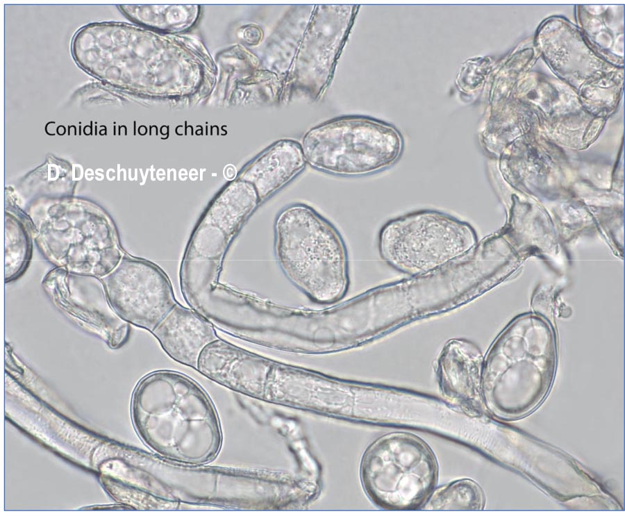 Golovinomyces verbasci
