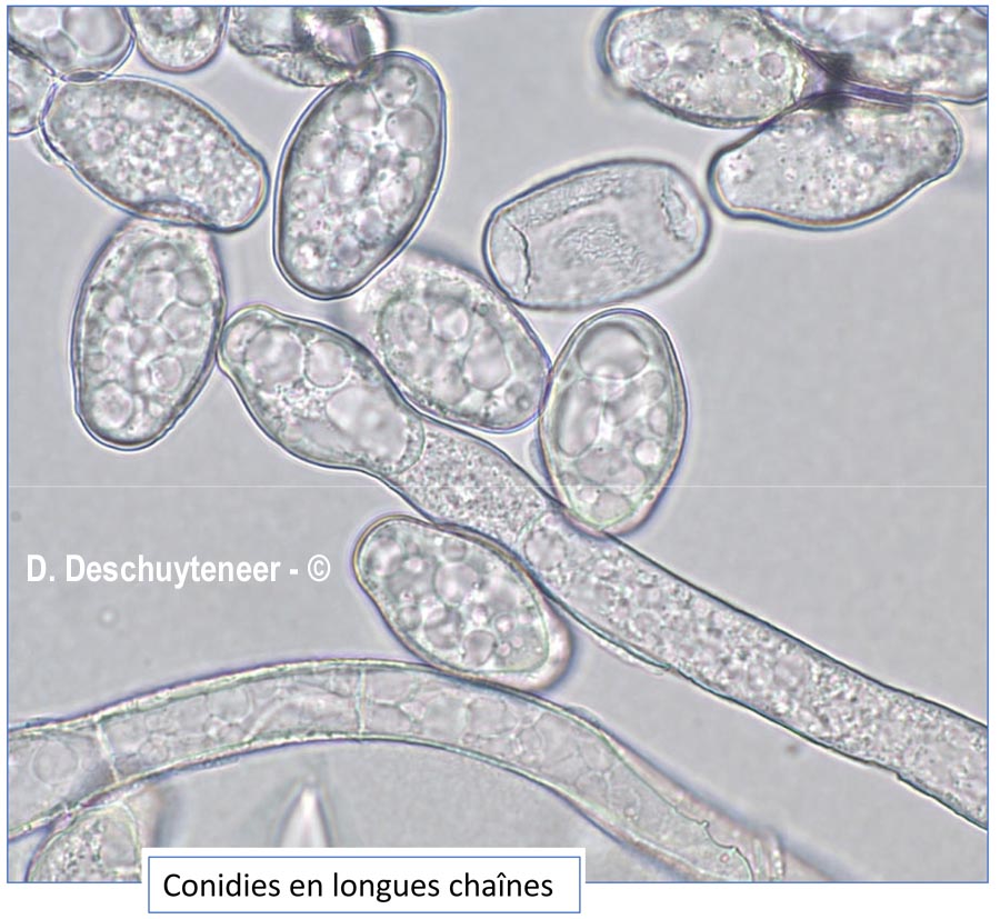 Golovinomyces verbasci