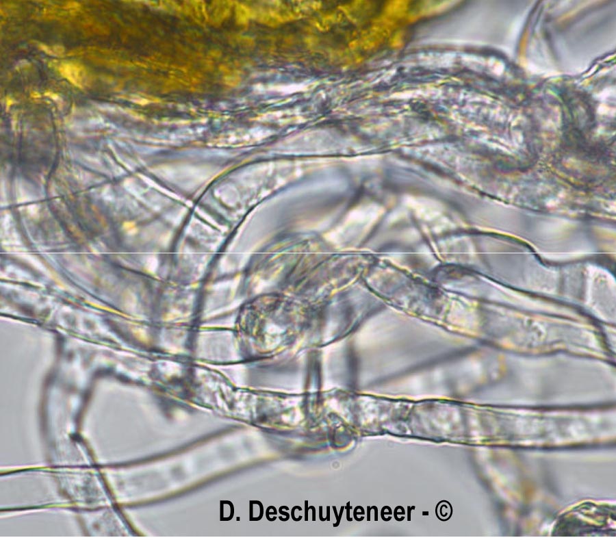 Golovinomyces vincae