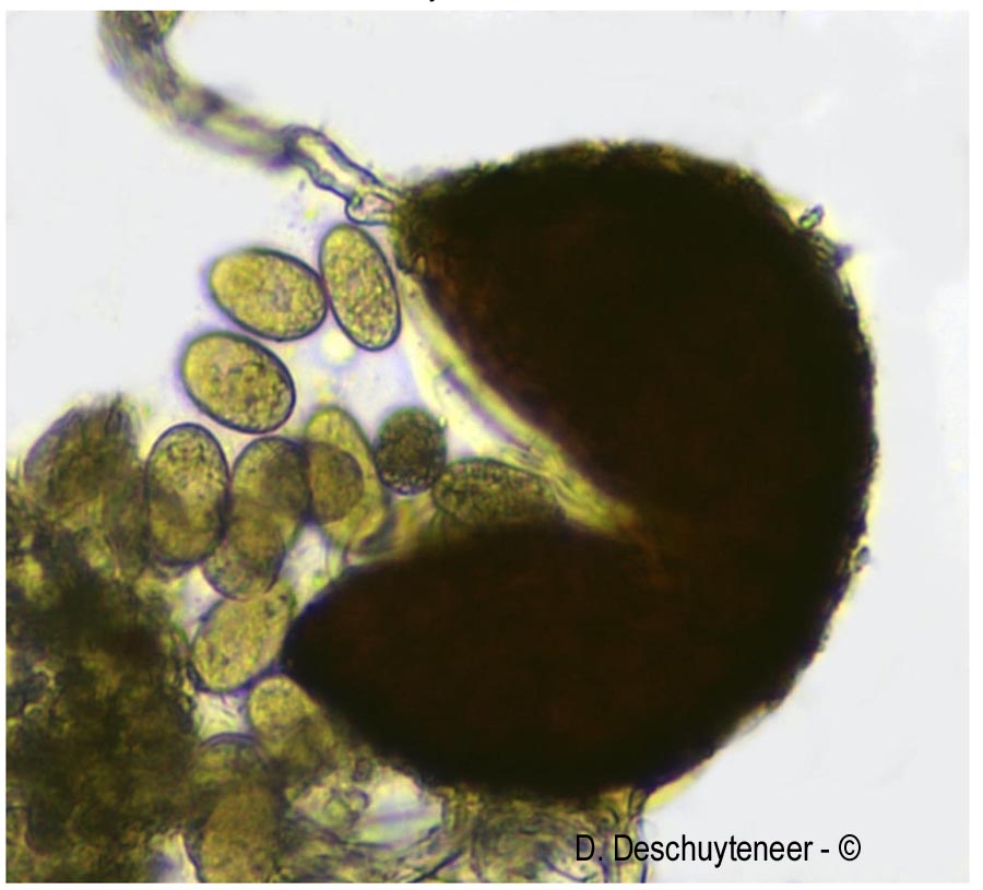 Erysiphe alphitoides