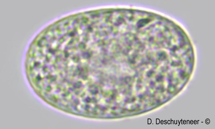 Erysiphe alphitoides