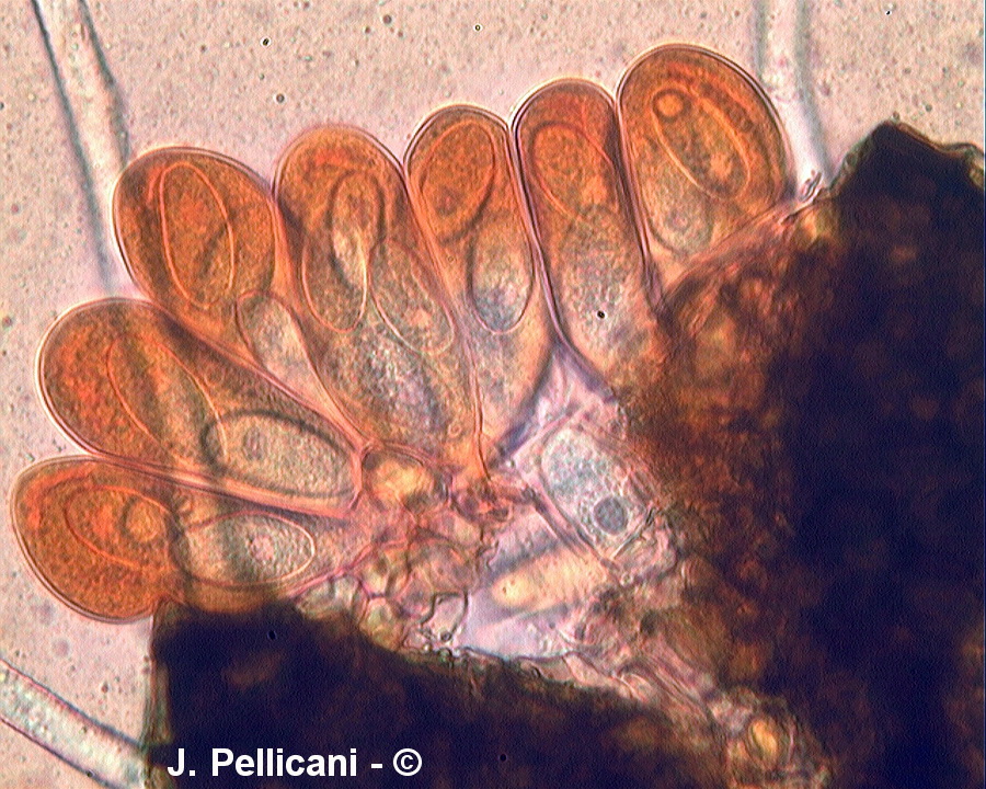 Erysiphe astragali (Microsphaera astragali)