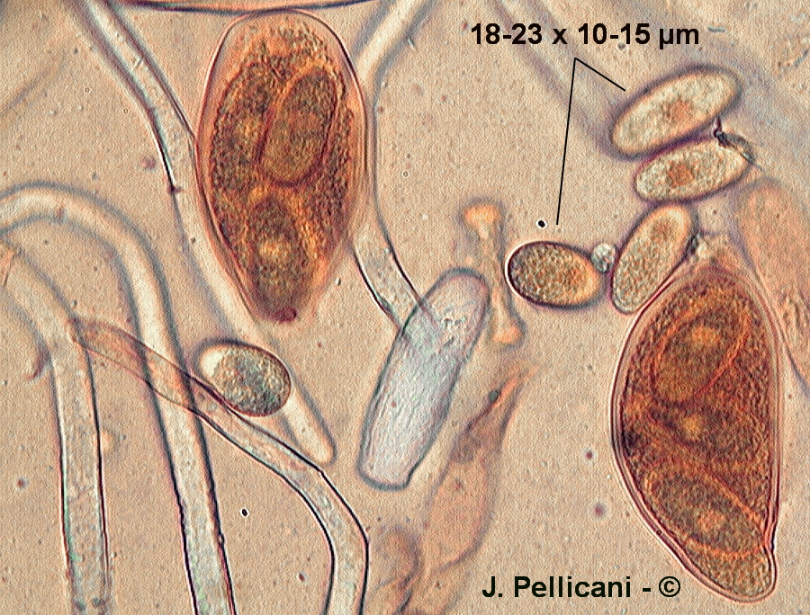 Erysiphe astragali (Microsphaera astragali)