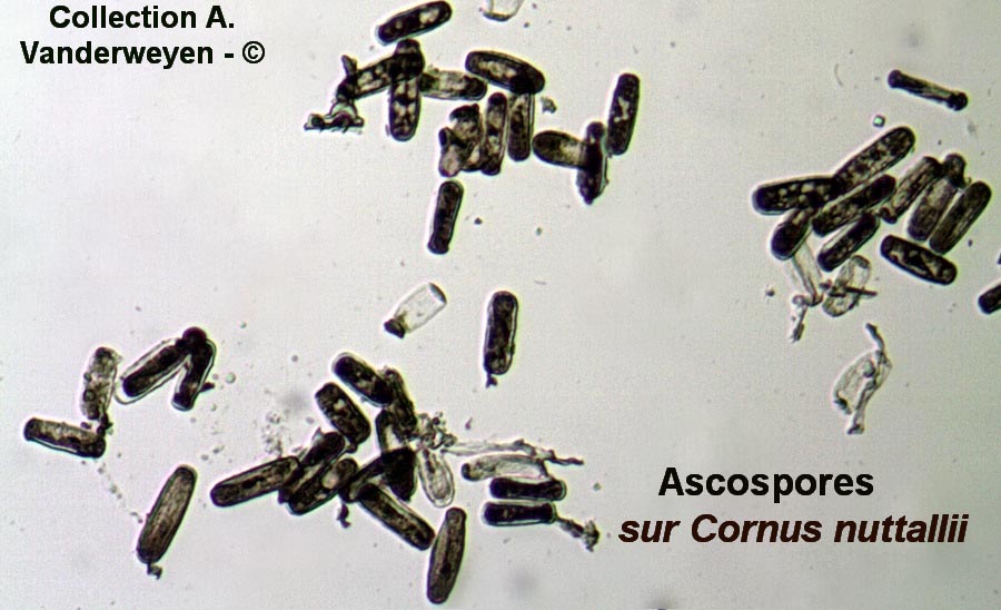 Microsphaera tortilis