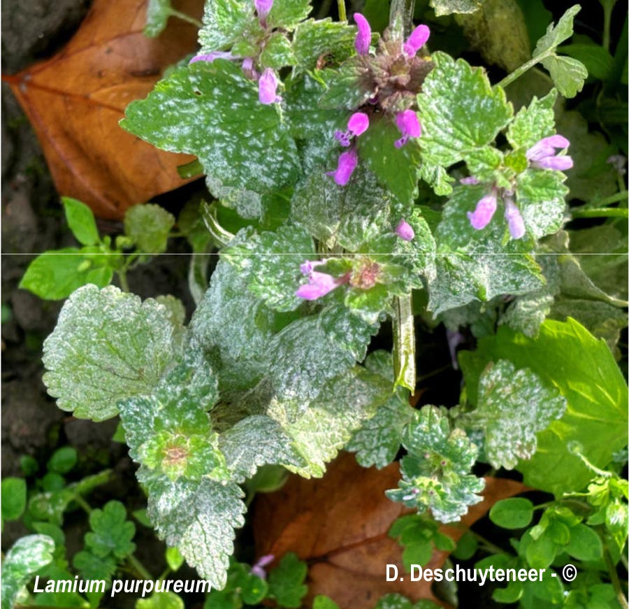 Neoerysiphe galeopsidis