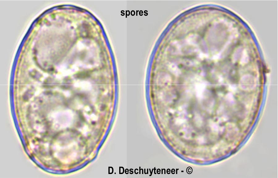 Neoerysiphe galeopsidis