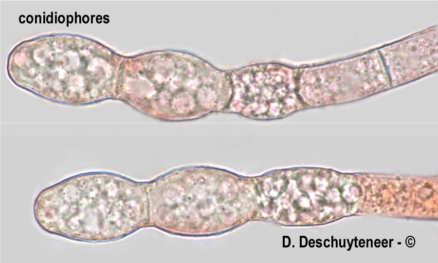 Neoerysiphe galeopsidis