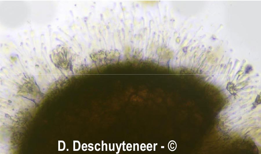 Phyllactina alnicola