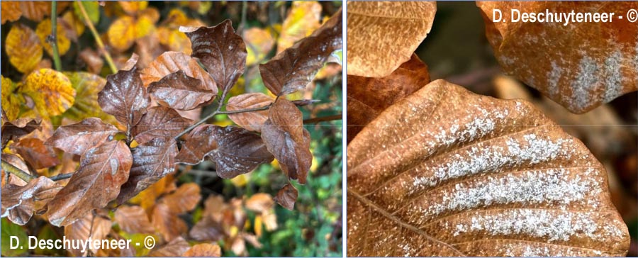 Phyllactinia orbicularis