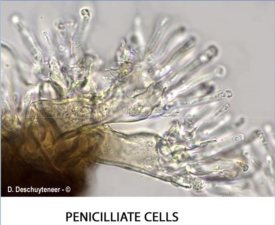 Phyllactinia orbicularis