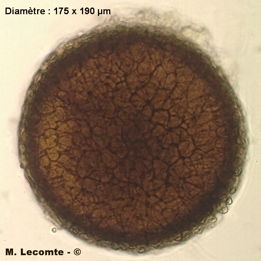 Phyllactinia populi