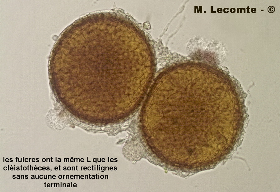 Phyllactinia populi