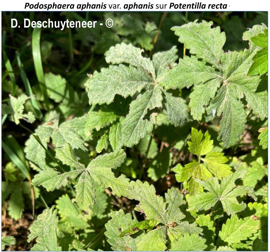 Podosphaera aphanis var. aphanis