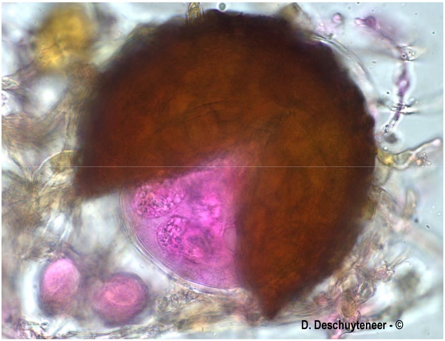 Podosphaera aphanis var. aphanis