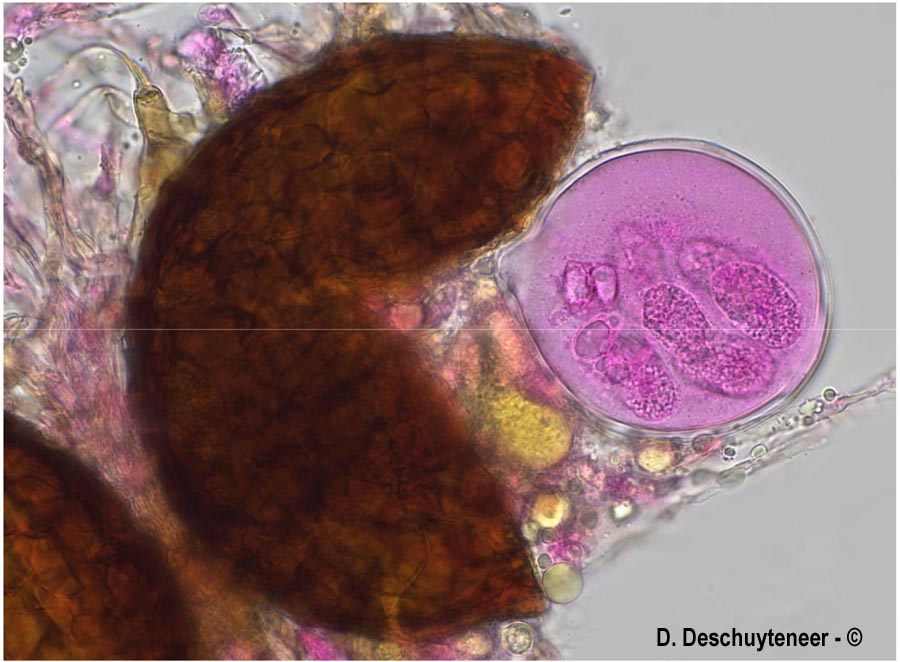 Podosphaera aphanis var. aphanis