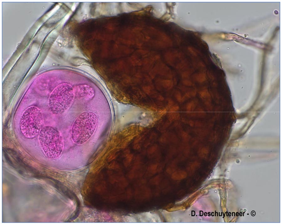 Podosphaera aphanis var. aphanis