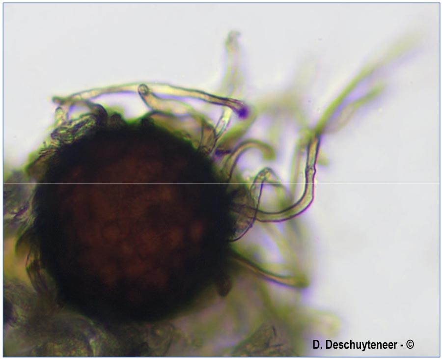 Podosphaera aphanis var. aphanis
